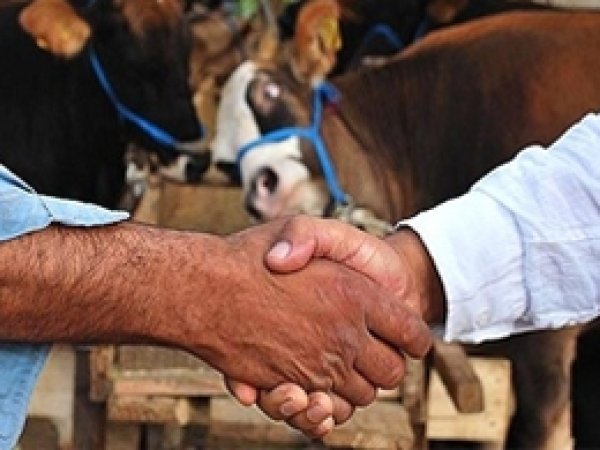 Kurbanlık satışları sıkı pazarlıklarla sürüyor