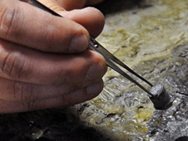 52 milyon yıllık meyve fosili keşfedildi