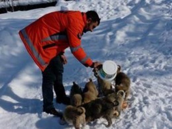 'Soğukta sokak hayvanlarına sahip çıkılmalı'