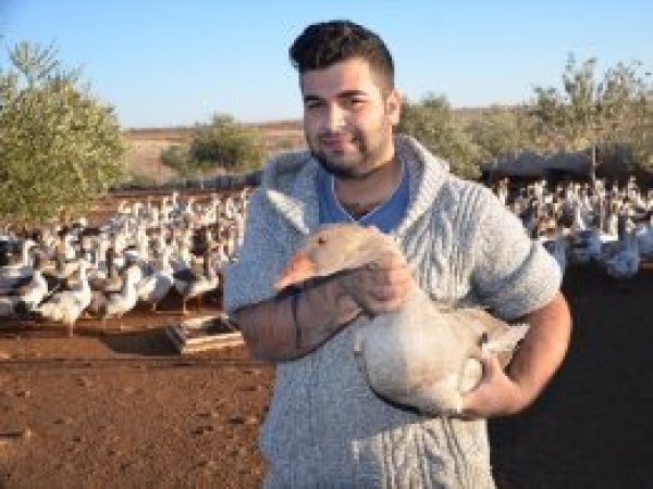 Günlük 60 kilogram yem tüketiyorlar