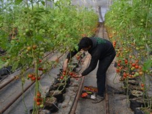 Termal su ile domates üretiyor