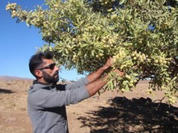 Bingöl'de yabani armutlara ilgi