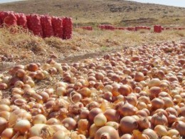 Çınar'da tonlarca soğan tarlalarda çürüyor