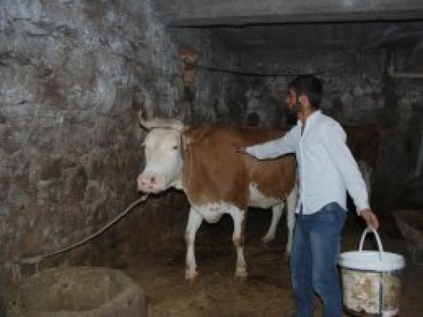 Köy hayatını şehir hayatına tercih ediyorlar