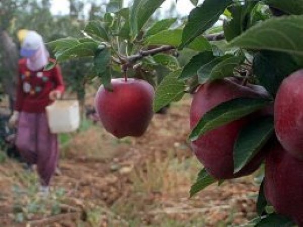 İtalyanların elmasını Elazığ'da üretiyor