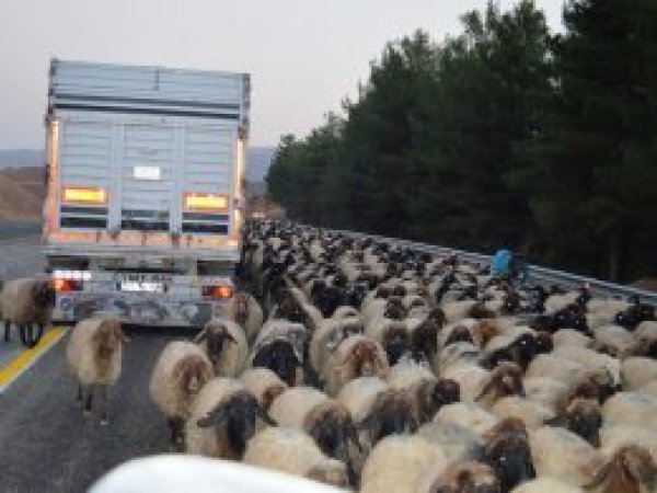 Yaylalardan dönen hayvanlar sürücülere zor anlar yaşatıyor