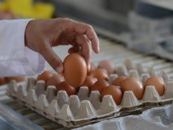 Yumurta krizinin Belçika'ya maliyeti açıklandı