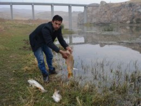 Dicle Nehri'nde zehirli yem ile balıklar avlanıyor