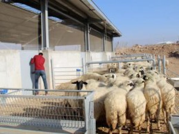 Hayvancılığı bırakan köylülere koyun dağıtıldı