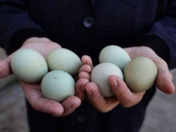Yeşil yumurtada çok vitamin var mı?
