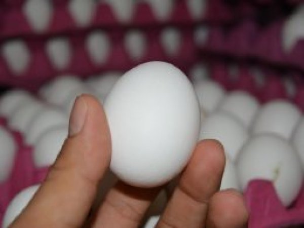 41 milyon dolarlık yumurta ithal edildi