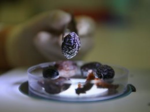 Hurma zeytininin gen haritası çıkarıldı