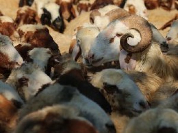 Koyun yetiştiricilerine ikinci şans