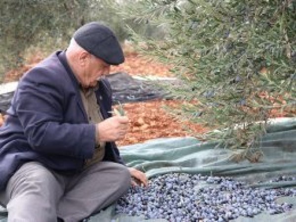 Kuraklık nedeniyle zeytin rekoltesi düşük