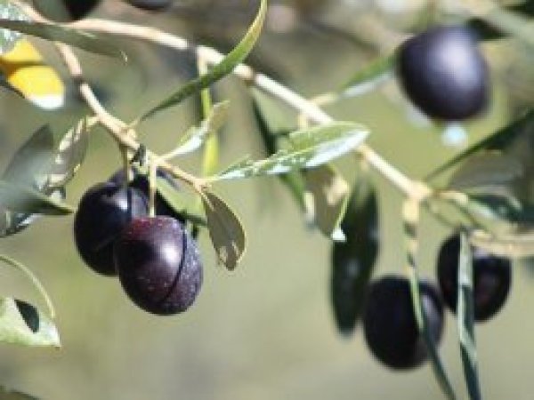 Zeytindeki verimi 5 kilo artıracaklar