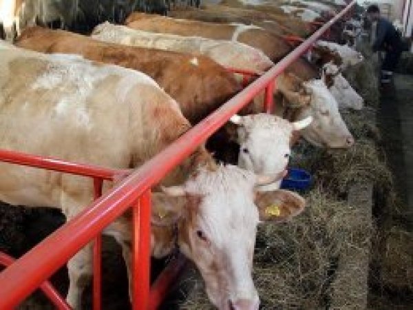 100 bin aileye kredi ve hayvan desteği