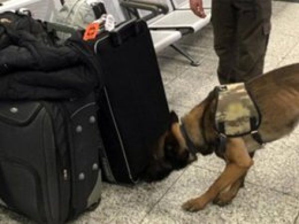 Hollanda'daki köpekli aramaya Türkiye'den misilleme