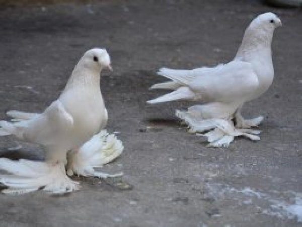 İkinci el araba fiyatına güvercin!