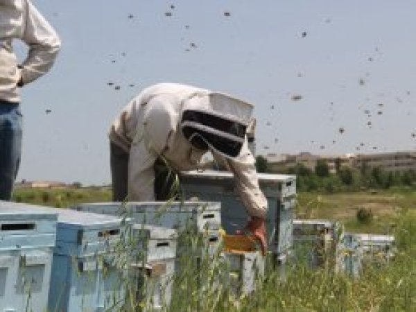 Bal üreticileri satışlarda zorlanıyor