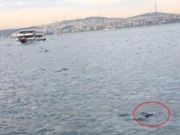 Eminönü'nde denizden bir ceset çıktı