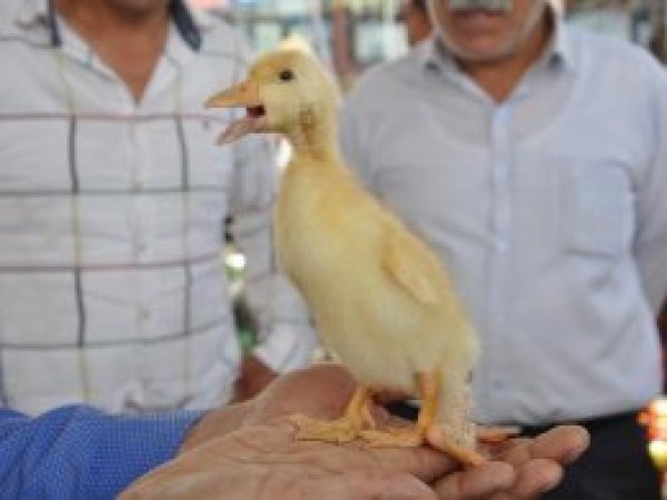 4 ayaklı ördek ilgi odağı oldu