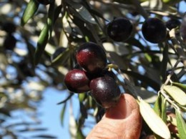 Zeytinliklerle ilgili düzenleme kanundan çıkarılıyor