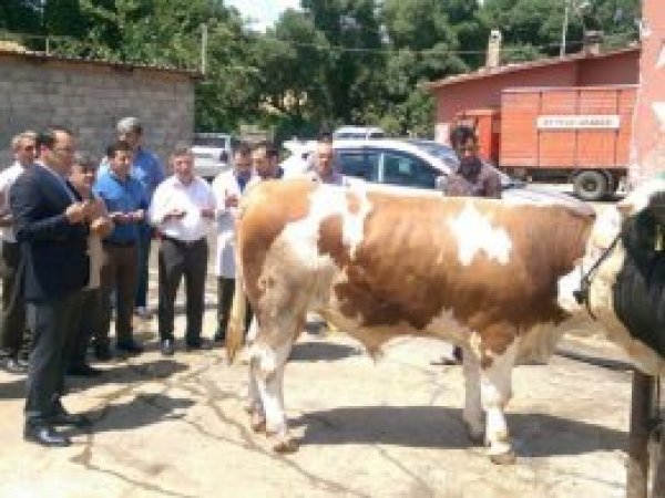 Yardıma muhtaç aileler için büyükbaş hayvan kesildi