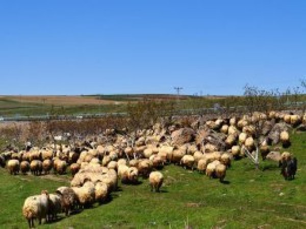 Asker hayvanlara el koyuyor paylaşımlarına açıklama