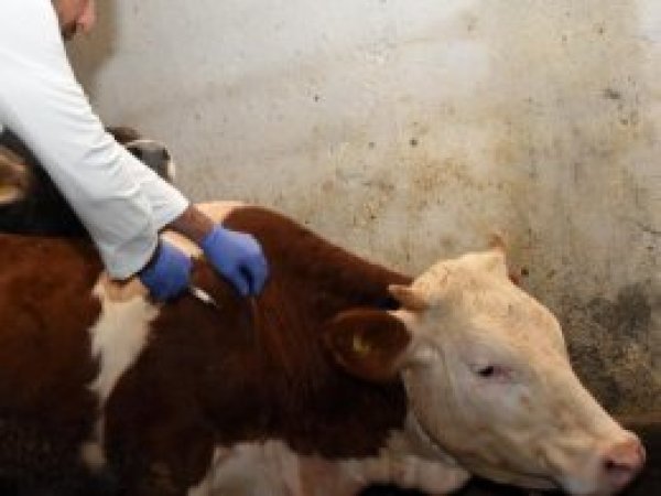 Yeni 'şap hastalığı' uyarısı