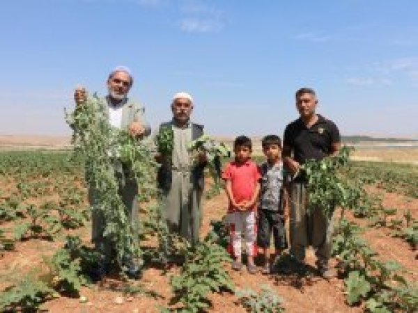 "Bakanın halletmiş olduğu tarla bu hale geldi"