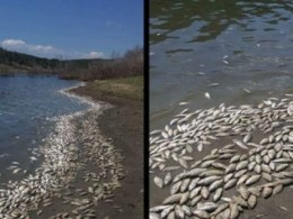 Tekirdağ’da binlerce ölü balık karaya vurdu