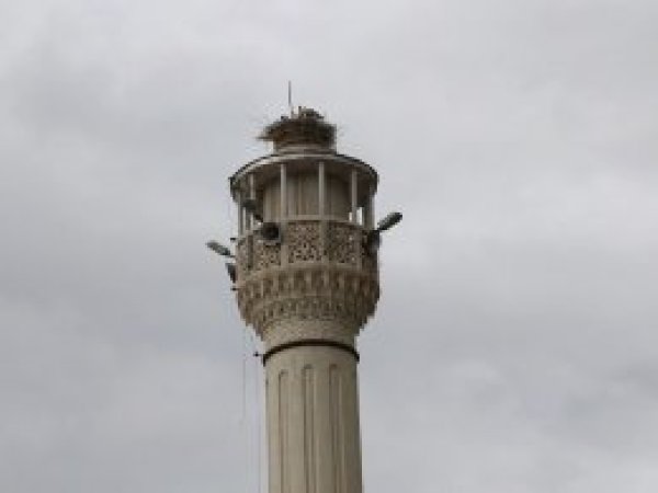 Tıraşlanan minare leyleklerin yuvası oldu