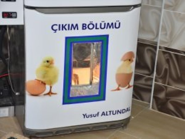 'Buzdolabından' civciv çıkartıyor