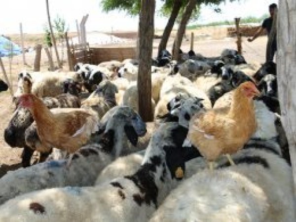Hayvanların serinleme çabası renkli görüntüler oluşturdu