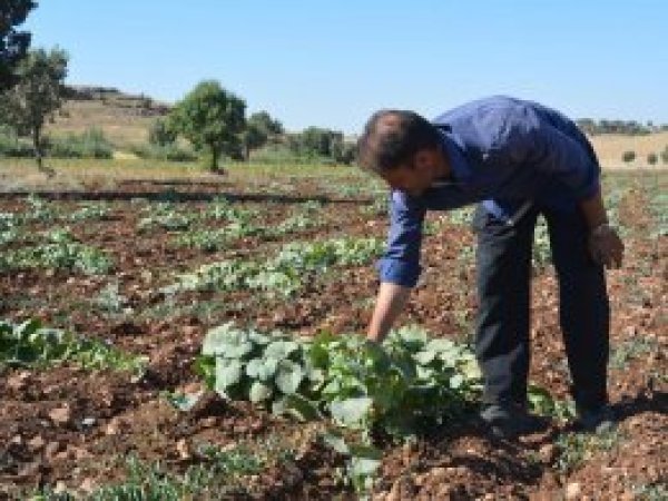 Yetiştirdikleri kavun karpuzlar geçim kaynakları oldu