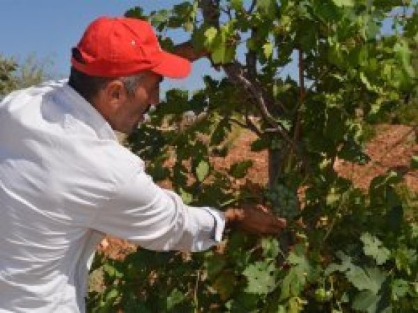 ​Bağlardaki hastalıklar çiftçiyi endişelendiriyor