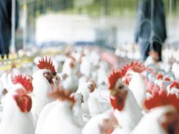 Beyaz et sektöründeki 19 şirkete soruşturma