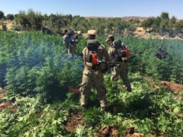 Diyarbakır’da esrar operasyonu