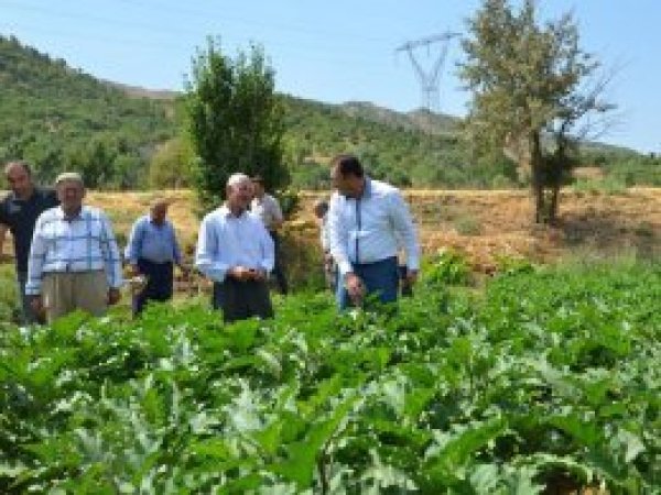 Yerli tohumlar güvence altında