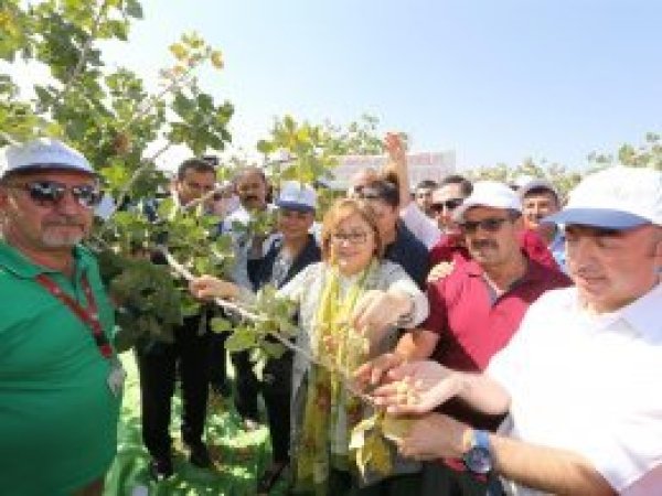 Antep fıstığı hasadı başladı