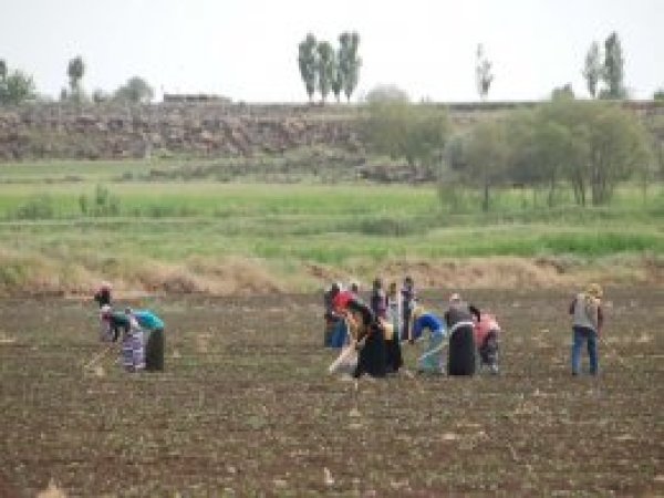 Tarım istihdamda sanayiyi geçti