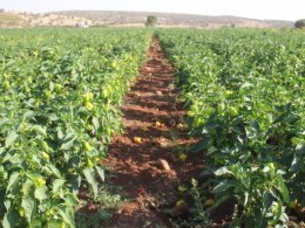"Alternatif Ürün Projesi"nde yüksek verim