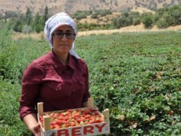 Çilekten farklı ürün elde etmeye çalışıyor