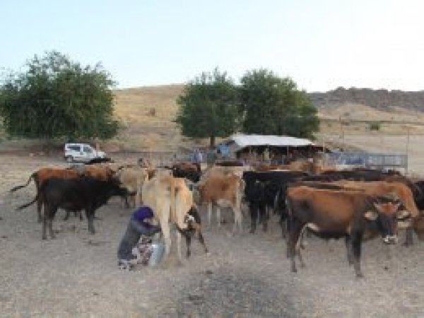 Çınar'da kuraklık çiftçiyi mağdur ediyor