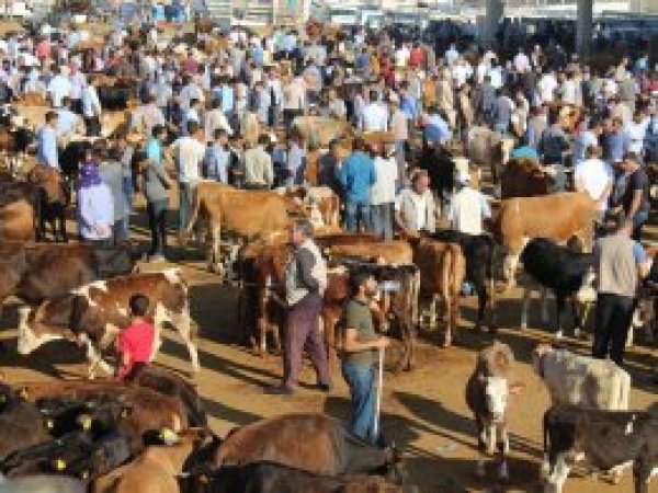 Diyarbakır'da kurbanlık satışlarında hareketlilik