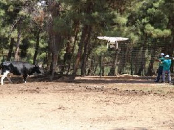Droneli kurbanlık yakalama timi