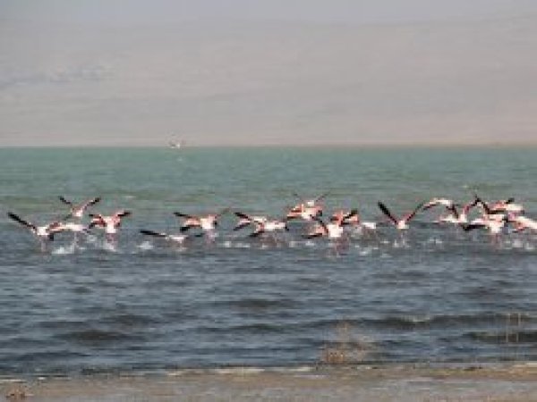 Erçek Gölü'nde flamingoların görsel şovu