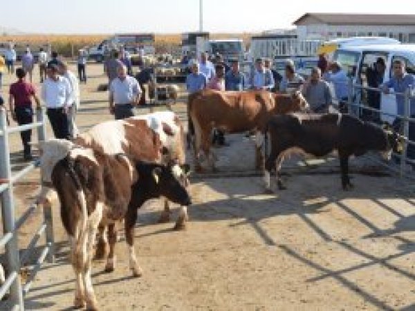 Kurban satıcıları hareketlilikten memnun