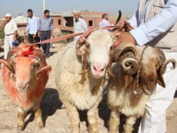 Kurbanlık fiyatları cep yakıyor