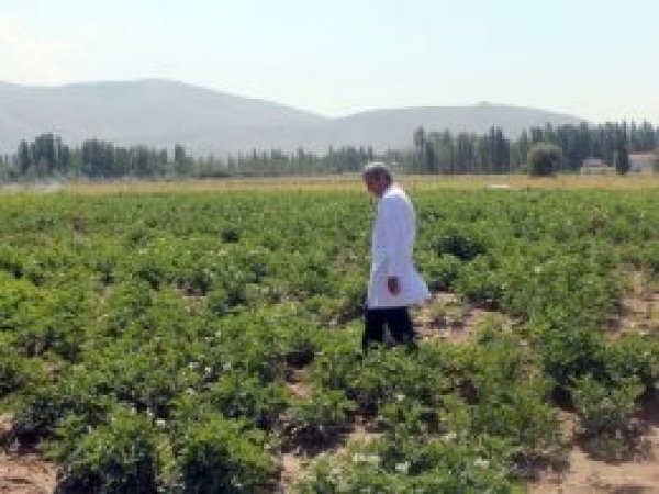 Suyu daha az tüketen patates tohumu üretiliyor